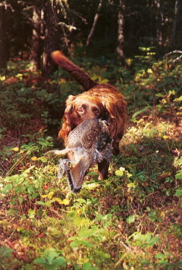 Heidi, with a grouse, from very heavy cover.