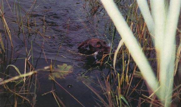 Heidi proves her worth in water work with a wood duck.